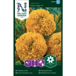 Stor Fløjlsblomst 'First Lady' F1 Tagetes Erecta 'First Lady' F1