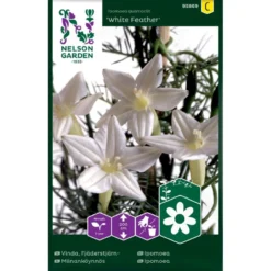 Pragtsnerle 'White Feather' Ipomoea Quamoclit 'White Feather'