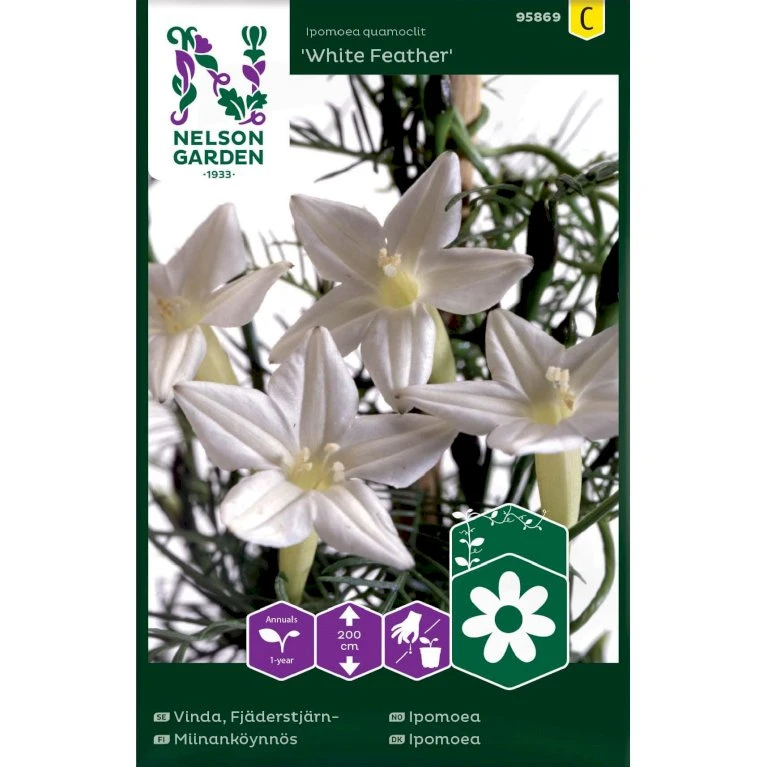 Pragtsnerle 'White Feather' Ipomoea Quamoclit 'White Feather' 1 Pragtsnerle 'White Feather' Ipomoea Quamoclit 'White Feather'