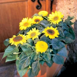 Høj Kæmpe Solsikke Øko Helianthus Annuus Frøpose, Antal Pr. Pakke, Ca. 25 Stk. -GrønGlæde Salgsbutik p34099 54713 helianthus annuus d0dd