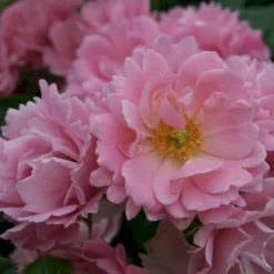 'Sommerwind'® Rosa X 'Sommerwind'® (Buketrose) A-Kvalitet,- Barrods Roser Min. 3 Grene -GrønGlæde Salgsbutik p340 53659 rosa x sommerwind buketrose 4603