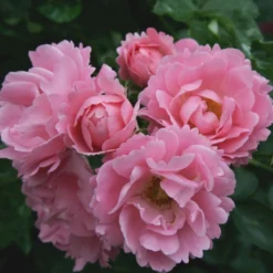 'Sommerwind'® Rosa X 'Sommerwind'® (Buketrose) A-Kvalitet,- Barrods Roser Min. 3 Grene -GrønGlæde Salgsbutik p340 53660 rosa x sommerwind buketrose 18a5