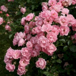 'Sommerwind'® Rosa X 'Sommerwind'® (Buketrose) A-Kvalitet,- Barrods Roser Min. 3 Grene -GrønGlæde Salgsbutik p340 53661 rosa x sommerwind buketrose 3fc0