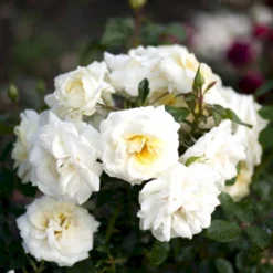 'Summer™ Palace'® Rosa X 'Summer™ Palace'® (Palacerose) A-Kvalitet,- Barrods Roser Min. 3 Grene -GrønGlæde Salgsbutik p341 51910 rosa x summer palace palacerose 0062