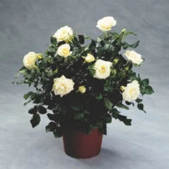 'Summer™ Palace'® Rosa X 'Summer™ Palace'® (Palacerose) A-Kvalitet,- Barrods Roser Min. 3 Grene -GrønGlæde Salgsbutik p341 51911 rosa x summer palace palacerose 0f32