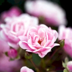 'The Fairy' Rosa X 'The Fairy' (Bunddækkerose) A-Kvalitet,- Barrods Roser Min. 3 Grene -GrønGlæde Salgsbutik p343 51730 rosa x the fairy bunddaekkerose b754