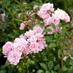 'The Fairy' Rosa X 'The Fairy' (Bunddækkerose) A-Kvalitet,- Barrods Roser Min. 3 Grene -GrønGlæde Salgsbutik p343 51731 rosa x the fairy bunddaekkerose 0bd3