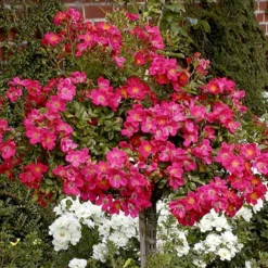 'Tommelise'® Rosa X 'Tommelise'® A-Kvalitet,- Barrods Roser Min. 3 Grene -GrønGlæde Salgsbutik p345 51740 rosa x tommelise ee59