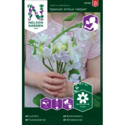 Ærteblomst 'Spencer Arthur Hellyer' Lathyrus Odoratus L. 'Spencer Arthur Hellyer'