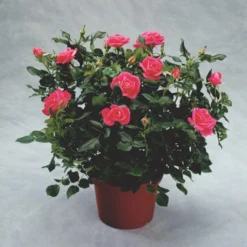 'Topkapi™ Palace'® Rosa X 'Topkapi™ Palace'® (Palacerose) A-Kvalitet,- Barrods Roser Min. 3 Grene -GrønGlæde Salgsbutik p346 51914 rosa x topkapi palace palacerose 52a5