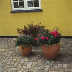 'Topkapi™ Palace'® Rosa X 'Topkapi™ Palace'® (Palacerose) A-Kvalitet,- Barrods Roser Min. 3 Grene -GrønGlæde Salgsbutik p346 51915 rosa x topkapi palace palacerose 2df3