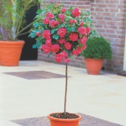 'Topkapi™ Palace'® Rosa X 'Topkapi™ Palace'® (Palacerose) A-Kvalitet,- Barrods Roser Min. 3 Grene -GrønGlæde Salgsbutik p346 51916 rosa x topkapi palace palacerose f0b3