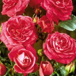 'Topkapi™ Palace'® Rosa X 'Topkapi™ Palace'® (Palacerose) A-Kvalitet,- Barrods Roser Min. 3 Grene -GrønGlæde Salgsbutik p346 51917 rosa x topkapi palace palacerose 4049