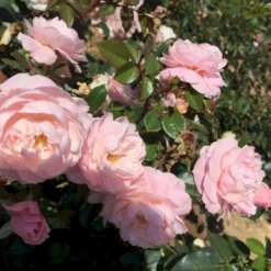 'Jim The Viking'™ Rosa X 'Jim The Viking'™ (Buketrose) A-Kvalitet,- Barrods Roser Min. 3 Grene -GrønGlæde Salgsbutik p34754 51568 rosa x jim the viking buketrose 356c