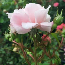 'Jim The Viking'™ Rosa X 'Jim The Viking'™ (Buketrose) A-Kvalitet,- Barrods Roser Min. 3 Grene -GrønGlæde Salgsbutik p34754 51569 rosa x jim the viking buketrose a34a