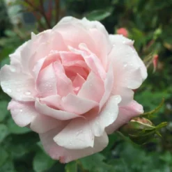 'Jim The Viking'™ Rosa X 'Jim The Viking'™ (Buketrose) A-Kvalitet,- Barrods Roser Min. 3 Grene -GrønGlæde Salgsbutik p34754 51570 rosa x jim the viking buketrose a107