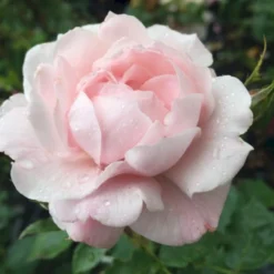 'Jim The Viking'™ Rosa X 'Jim The Viking'™ (Buketrose) A-Kvalitet,- Barrods Roser Min. 3 Grene -GrønGlæde Salgsbutik p34754 51571 rosa x jim the viking buketrose 8f91