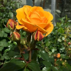 'Friendship Forever'™ Rosa X 'Friendship Forever'™ (Buketrose) A-Kvalitet,- Barrods Roser Min. 3 Grene -GrønGlæde Salgsbutik p34756 51482 rosa x friendship forever buketrose 597d