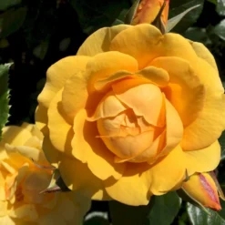 'Friendship Forever'™ Rosa X 'Friendship Forever'™ (Buketrose) A-Kvalitet,- Barrods Roser Min. 3 Grene -GrønGlæde Salgsbutik p34756 51483 rosa x friendship forever buketrose 0b1b