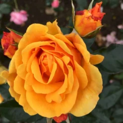 'Friendship Forever'™ Rosa X 'Friendship Forever'™ (Buketrose) A-Kvalitet,- Barrods Roser Min. 3 Grene -GrønGlæde Salgsbutik p34756 51484 rosa x friendship forever buketrose 8502