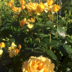 'Friendship Forever'™ Rosa X 'Friendship Forever'™ (Buketrose) A-Kvalitet,- Barrods Roser Min. 3 Grene -GrønGlæde Salgsbutik p34756 51485 rosa x friendship forever buketrose 18e1