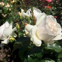 'Inger Forever'™ Rosa X 'Inger Forever'™ (Buketrose) A-Kvalitet,- Barrods Roser Min. 3 Grene 9 'Inger Forever'™ Rosa X 'Inger Forever'™ (Buketrose) A-Kvalitet,- Barrods Roser Min. 3 Grene -GrønGlæde Salgsbutik p34757 51555 rosa x inger forever buketrose 7687