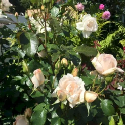 'Inger Forever'™ Rosa X 'Inger Forever'™ (Buketrose) A-Kvalitet,- Barrods Roser Min. 3 Grene 10 'Inger Forever'™ Rosa X 'Inger Forever'™ (Buketrose) A-Kvalitet,- Barrods Roser Min. 3 Grene -GrønGlæde Salgsbutik p34757 51556 rosa x inger forever buketrose d3e5