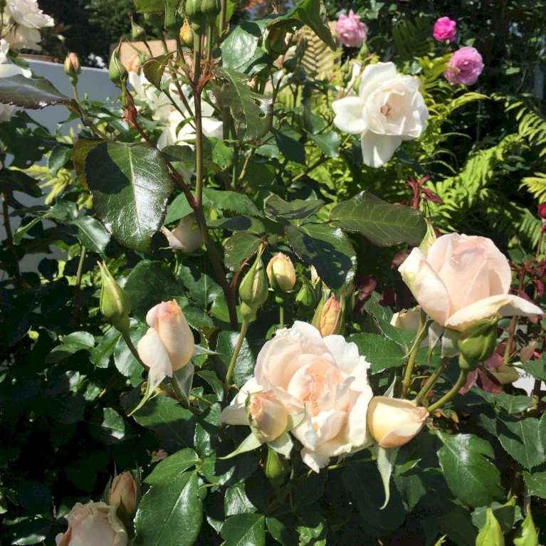 'Inger Forever'™ Rosa X 'Inger Forever'™ (Buketrose) A-Kvalitet,- Barrods Roser Min. 3 Grene 4 'Inger Forever'™ Rosa X 'Inger Forever'™ (Buketrose) A-Kvalitet,- Barrods Roser Min. 3 Grene - Billede 4