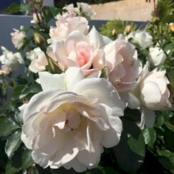 'Inger Forever'™ Rosa X 'Inger Forever'™ (Buketrose) A-Kvalitet,- Barrods Roser Min. 3 Grene 11 'Inger Forever'™ Rosa X 'Inger Forever'™ (Buketrose) A-Kvalitet,- Barrods Roser Min. 3 Grene -GrønGlæde Salgsbutik p34757 51557 rosa x inger forever buketrose 536a