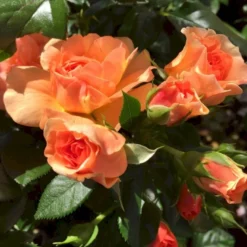 'Prins Henrik’™ Rosa X 'Prins Henrik'™ (Buketrose) A-Kvalitet,- Barrods Roser Min. 3 Grene -GrønGlæde Salgsbutik p34758 51664 rosa prins henrik buketrose c856