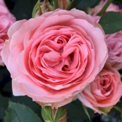 'What A Wonderful World'™ Rosa X 'What A Wonderful World'™ (Buketrose) A-Kvalitet,- Barrods Roser Min. 3 Grene -GrønGlæde Salgsbutik p34759 51679 rosa x what a wonderful world buketrose 9ab3