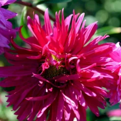 Sommerasters Dobbelt Mix Øko Callistephus Chinensis Double Mix Frøpose, Antal Pr. Pakke, Ca. 12 Stk. -GrønGlæde Salgsbutik p34775 54691 callistephus chinensis double mix 8649