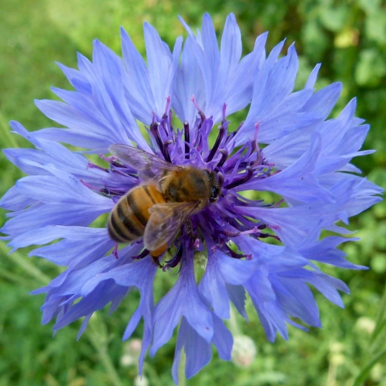 Høj Kornblomst Øko Centaurea Cyanus 2 Høj Kornblomst Øko Centaurea Cyanus - Billede 2