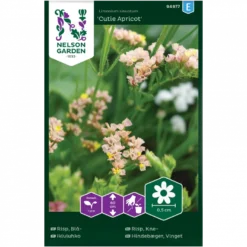 Vinget Hindebæger 'Cutie Apricot' Limonium Sinuatum 'Cutie Apricot'