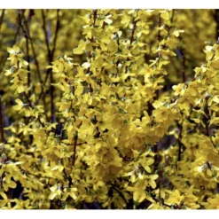 Forsythia 'Minigold' Forsythia Intermedia 'Minigold' Potte 2,0 Liter,- 40-60 Cm. -GrønGlæde Salgsbutik p34801 36902 forsythia intermedia minigold 05a7