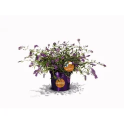 Sommerfuglebusk 'Summer Lounge' ® Lilla Buddleja 'Summer Lounge' ® Lilla 2 Liter Potte -GrønGlæde Salgsbutik p35015 35308 buddleja summer lounge lilla d481