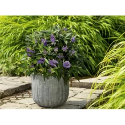 Sommerfuglebusk 'Summer Lounge' ® Lilla Buddleja 'Summer Lounge' ® Lilla 2 Liter Potte -GrønGlæde Salgsbutik p35015 35309 buddleja summer lounge lilla a266