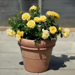 'Viborg'™ Rosa X 'Viborg'™ (Slotsrose) A-Kvalitet,- Barrods Roser Min. 3 Grene -GrønGlæde Salgsbutik p350 51878 rosa x viborg slotsrose 0a38