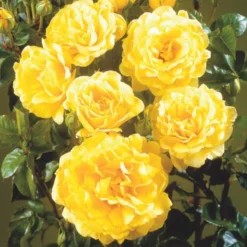 'Viborg'™ Rosa X 'Viborg'™ (Slotsrose) A-Kvalitet,- Barrods Roser Min. 3 Grene -GrønGlæde Salgsbutik p350 51880 rosa x viborg slotsrose 24f1