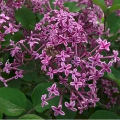 Dværgsyren 'Bloomerang Dark Purple' Syringa Microphylla 'Bloomerang Dark Purple' Opstammet 120 Cm. 7,5 Liter Potte -GrønGlæde Salgsbutik p35136 41220 syringa microphylla bloomerang dark purple b3a6