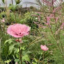Syrisk Rose Hiciscus Syriacus 'Pink Chiffon' Potte 4,0 Liter,- 50-60 Cm. -GrønGlæde Salgsbutik p35185 49091 hiciscus syriacus pink chiffon 91a2