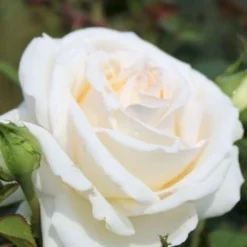 'Ambiente'® Rosa X 'Ambiente'® (Storblomstrende) A-Kvalitet,- Barrods Roser Min. 3 Grene -GrønGlæde Salgsbutik p35299 53316 rosa x ambiente storblomstrende e300