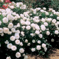 'White Meidiland' Rosa X 'White Meidiland' (Bunddækkerose) A-Kvalitet,- Barrods Roser Min. 3 Grene -GrønGlæde Salgsbutik p352 51750 rosa x white meidiland bunddaekkerose 7f2e