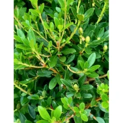 'Bloombux Magenta' Rhododendron X Micrantha 'Bloombux Magenta' 2 Liter Potte -GrønGlæde Salgsbutik p35311 36556 rhododendron micrantha bloombux magenta 2f0b