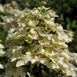 Syrén-hortensia 'Wims Red' Hydrangea Paniculata 'Wims Red' Potte 3,0 Liter,- 25-30 Cm. -GrønGlæde Salgsbutik p35318 47367 hydrangea paniculata wims red b012