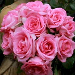 'Beverly'® Rosa X 'Beverly'® (Storblomstrende) A-Kvalitet,- Barrods Roser Min. 3 Grene -GrønGlæde Salgsbutik p35321 53551 rosa x beverly storblomstrende 302a