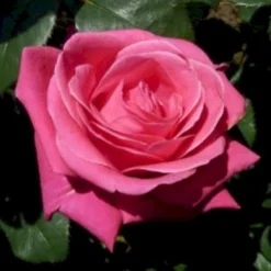 'Charisma' Rosa X 'Charisma' (Storblomstrende) A-Kvalitet,- Barrods Roser Min. 3 Grene