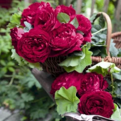 'Gospel'® Rosa X 'Gospel'® (Storblomstrende) A-Kvalitet,- Barrods Roser Min. 3 Grene 5 'Gospel'® Rosa X 'Gospel'® (Storblomstrende) A-Kvalitet,- Barrods Roser Min. 3 Grene -GrønGlæde Salgsbutik p35326 53974 rosa x gospel storblomstrende dd8e