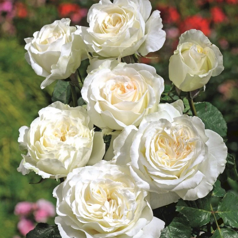 'Irina® Bondarenko' Rosa X 'Irina® Bondarenko' (Storblomstrende) A-Kvalitet,- Barrods Roser Min. 3 Grene 1 'Irina® Bondarenko' Rosa X 'Irina® Bondarenko' (Storblomstrende) A-Kvalitet,- Barrods Roser Min. 3 Grene