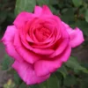 'Parole'® Rosa X 'Parole'® (Storblomstrende) A-Kvalitet,- Barrods Roser Min. 3 Grene